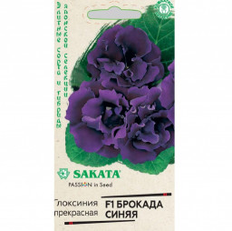 Глоксиния Брокада синяя F1 4шт ГШцв