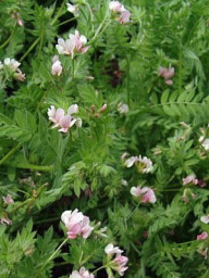 Сераделла 200гр